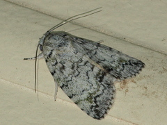 Blenina lichenopa
