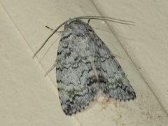 Blenina lichenopa