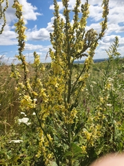 Verbascum lychnitis