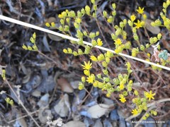 Petrosedum amplexicaule