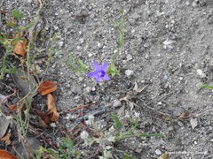Campanula matritensis