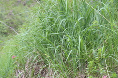 Calamagrostis varia