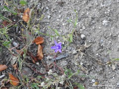Campanula matritensis