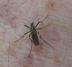 Aedes geniculatus