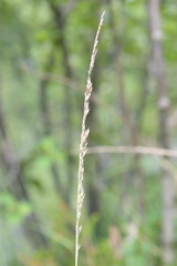 Calamagrostis varia