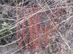 Rumex bucephalophorus