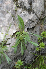 Leontodon tenuiflorus