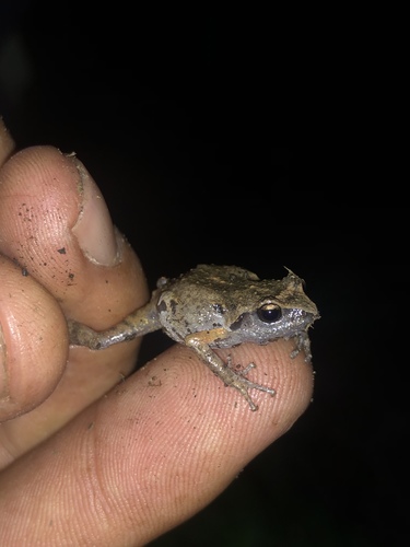 Brown Peeping Frog