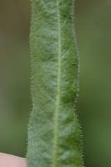 Leontodon tenuiflorus