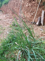 Desmostachya bipinnata