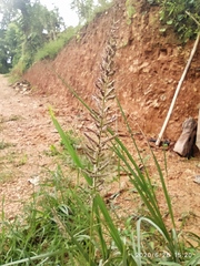 Desmostachya bipinnata