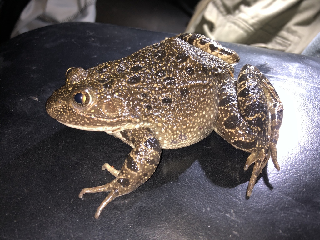 Bigfoot Leopard Frog from Carretera Tlalpujahua-Agua Caliente ...