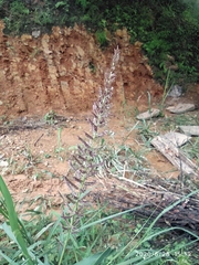 Desmostachya bipinnata