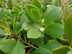 Myoporum boninense