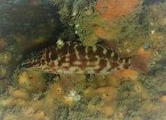 Hypoplectrodes jamesoni