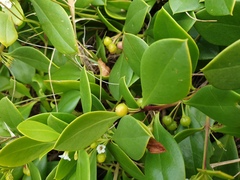 Myoporum boninense