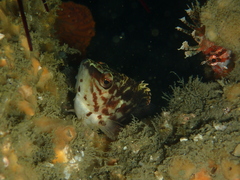Hypoplectrodes jamesoni