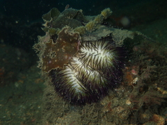 Temnopleurus alexandri