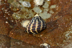 Zebra Top Snail