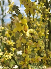 Verbascum lychnitis