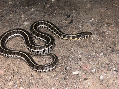 Thamnophis scaliger