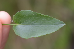 Phyteuma scheuchzeri