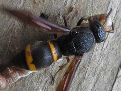 Orancistrocerus drewseni