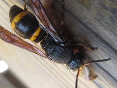 Orancistrocerus drewseni