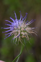 Phyteuma scheuchzeri