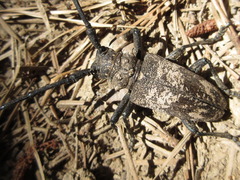 Lamiomimus gottschei