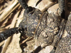 Lamiomimus gottschei