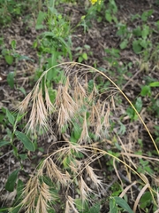 Bromus tectorum