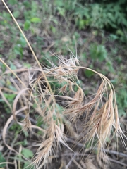 Bromus tectorum