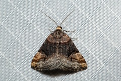 Dichromodes paratacta