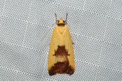 Ageletha hemiteles