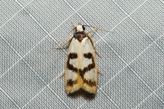 Eulechria sigmophora