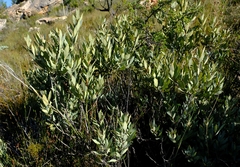 Euclea acutifolia