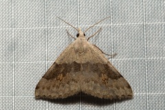 Dichromodes molybdaria