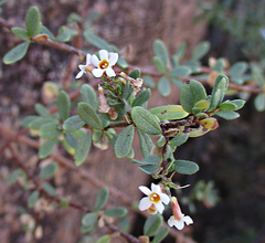 Antherothamnus pearsonii