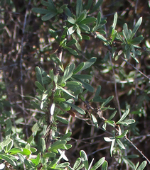 Antherothamnus pearsonii