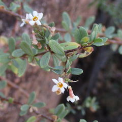 Antherothamnus pearsonii