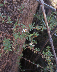 Antherothamnus pearsonii