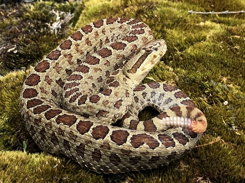Dusky Rattlesnake