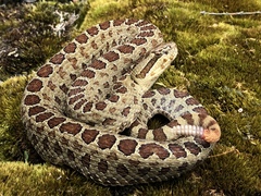 Central Plateau Dusky Rattlesnake photo 3
