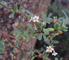 Antherothamnus pearsonii