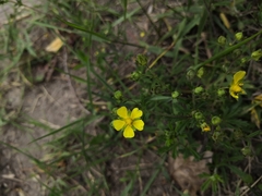 Potentilla argentea