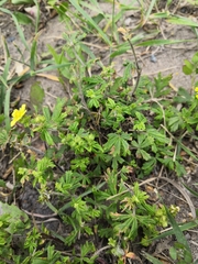 Potentilla argentea