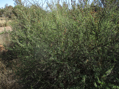 Antherothamnus pearsonii