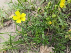 Potentilla argentea