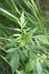 Scabiosa velenovskiana